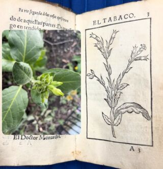 Tobacco (2023) / tobacco (1571)